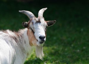 Astrologie symbolen en hemellichamen die gebruikt worden voor toekomstvoorspelling en horoscopen